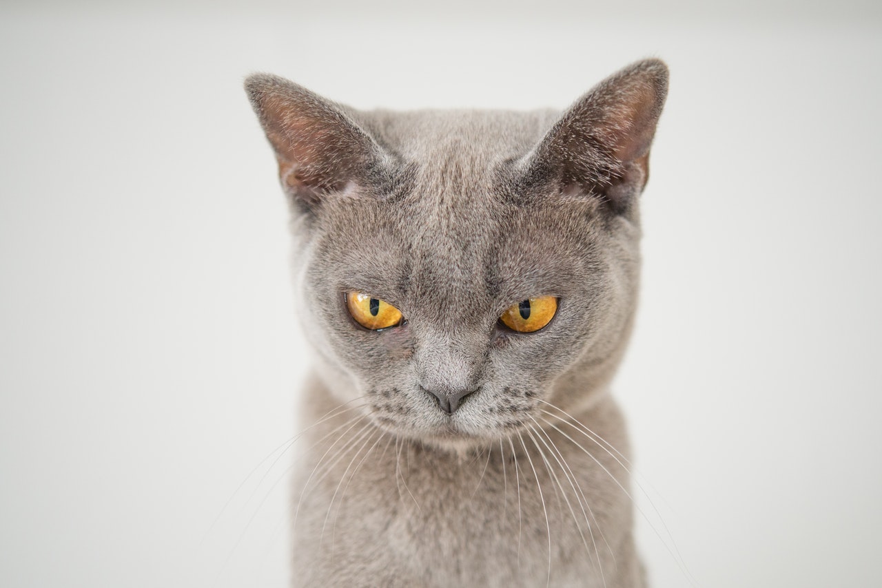 Advice for cat owners, avoid getting hurt by not using your cat to see how big a room is.