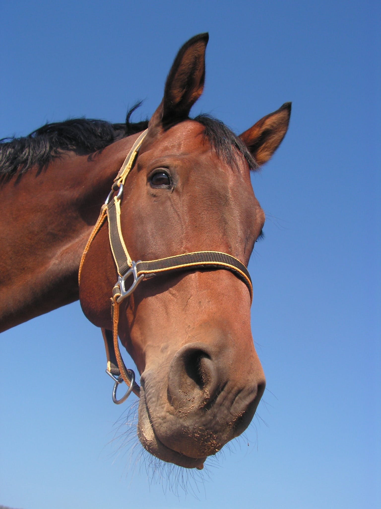 Horsing around?